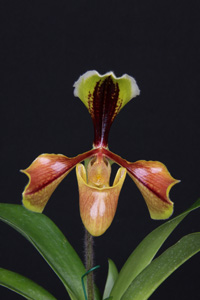 Paph. villosum Corona Del Mar HCC 78 pts.